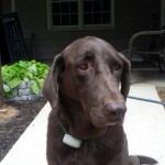 Adoptable Georgia Dogs for November 24, 2014