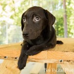 Adoptable Georgia Dogs for October 27, 2014