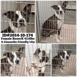 Adoptable Georgia Dogs for November 3, 2014