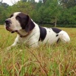 Adoptable Georgia Dogs for November 18, 2014