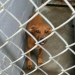 Adoptable Georgia Dogs for November 28, 2014