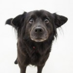 Adoptable Georgia Dogs for November 13, 2014