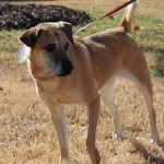 Old Friends – Adoptable Senior Labs for November 26, 2014