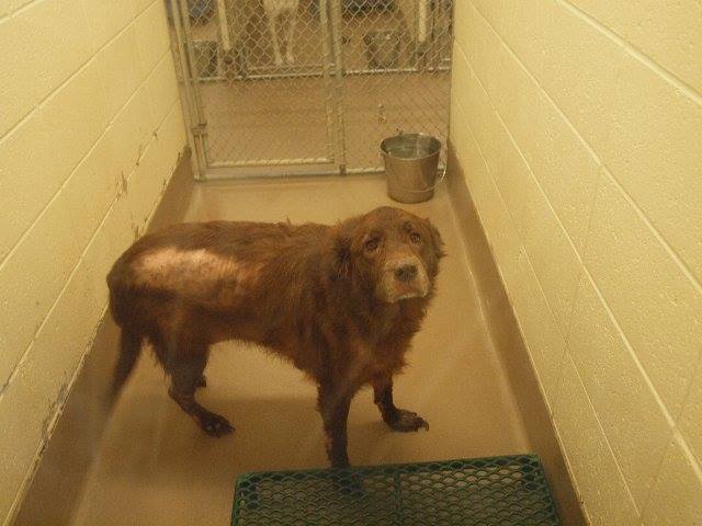 Senior Lab Gwinnett