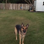 Adoptable Georgia Dogs for November 11, 2014