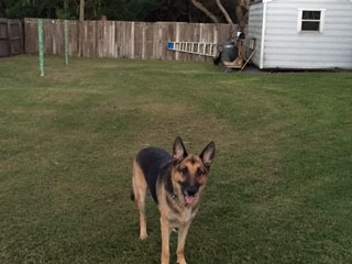 Service Dog 2