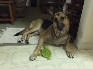 Service Dog1