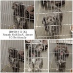 Adoptable Georgia Dogs for November 17, 2014