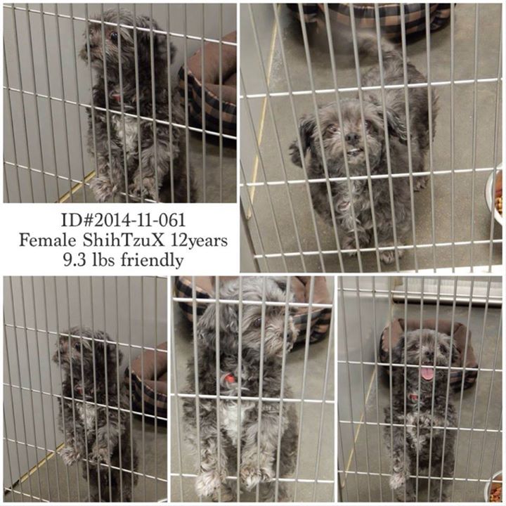 Shih tzu