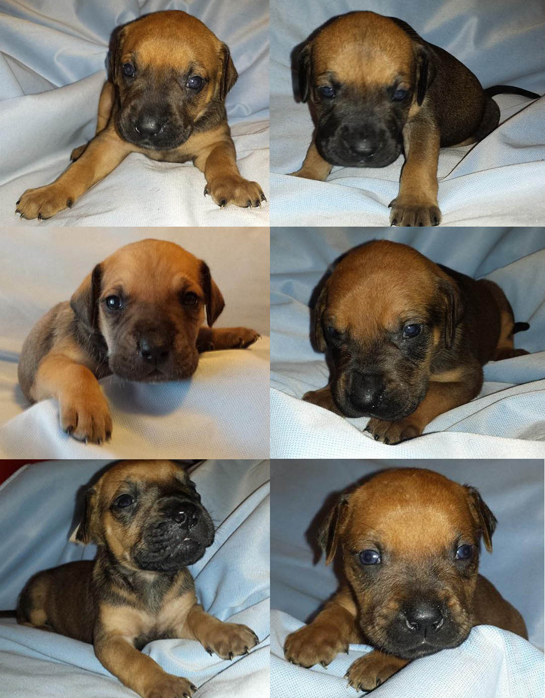 Six Danes