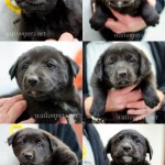 Adoptable Georgia Dogs for November 14, 2014