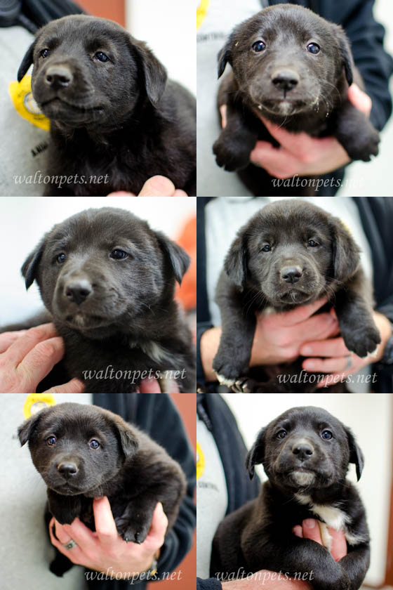 Six Walton Puppies
