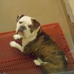 Adoptable Georgia Dogs for December 16, 2014