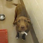 Adoptable Georgia Dogs for December 24, 2014