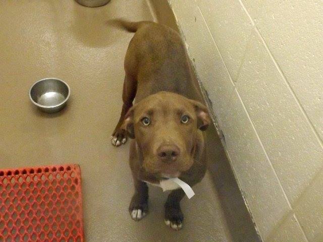 Baby Pittie
