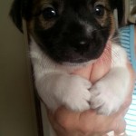 Adoptable Georgia Dogs for December 4, 2014