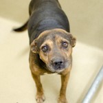 Adoptable Georgia Dogs for December 1, 2014