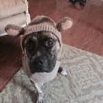 Adoptable Georgia Dogs for December 19, 2014