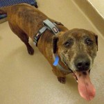 Adoptable Georgia Dogs for December 22, 2014