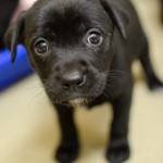 Adoptable Georgia Dogs for December 18, 2014