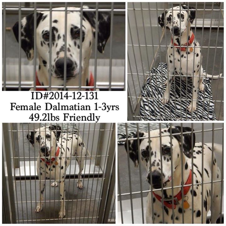 Dalmatian