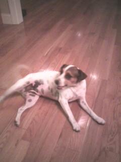 Dottie