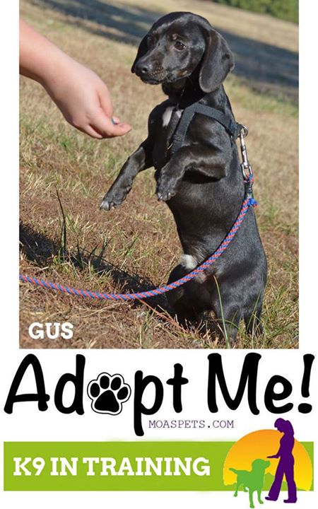 Gus2