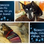 Adoptable Georgia Dogs for December 30, 2014