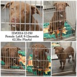 Adoptable Georgia Dogs for December 23, 2014