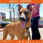 Adoptable Georgia Dogs for December 17, 2014