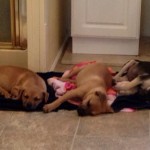 Adoptable Georgia Dogs for December 3, 2014