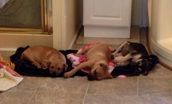 MOAS Puppies