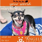 Adoptable Georgia Dogs for December 11, 2014