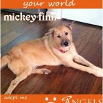Adoptable Georgia Dogs for December 29, 2014