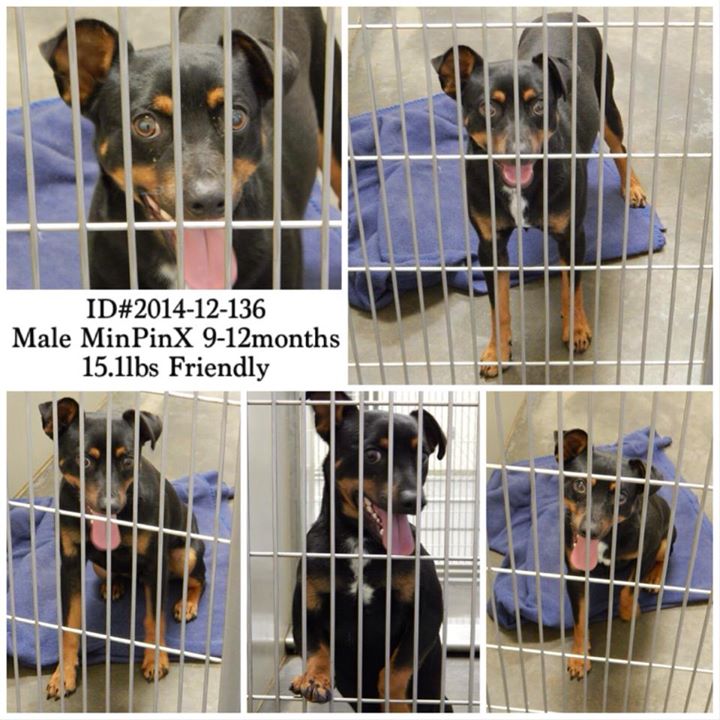 MinPin Male 2