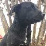 Adoptable Georgia Dogs for December 8, 2014