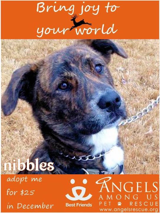 Nibbles
