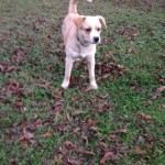 Adoptable Georgia Dogs for December 2, 2014