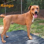 Adoptable Georgia Dogs for December 9, 2014