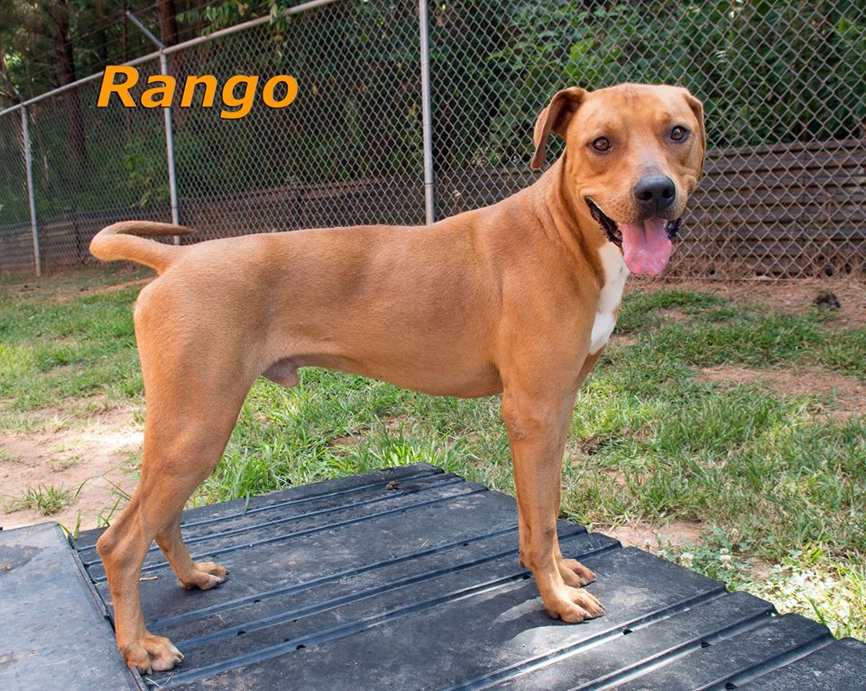 Rango