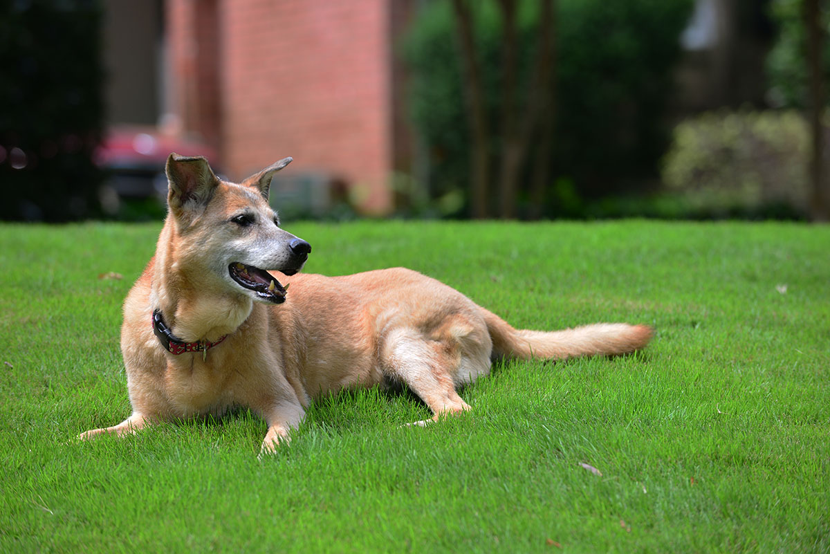 Roxy in Front Yard 07242014