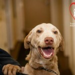 Adoptable Georgia Dogs for December 13, 2014