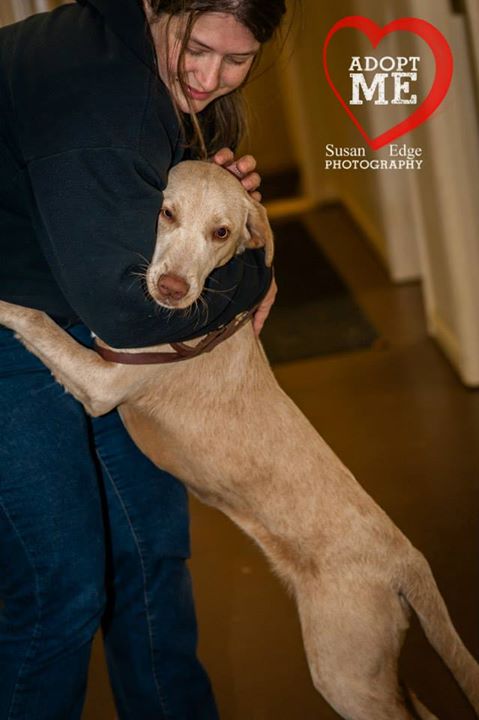 Sheba hug