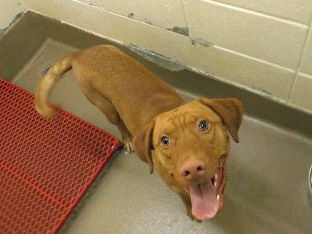 Vizsla