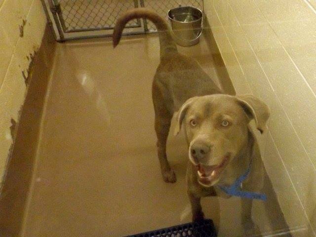 Weim43095