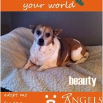 Adoptable Georgia Dogs for December 10, 2014