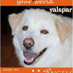 Adoptable Georgia Dogs for December 12, 2014