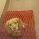 Adoptable Georgia Dogs for January 16, 2015