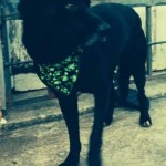 Adoptable Georgia Dogs for January 29, 2015