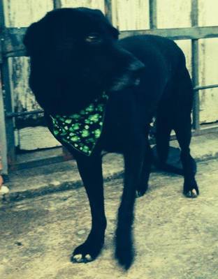 Angus